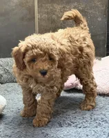 Barbie AKC, a female Poodle - Miniature  for sale in Sanford, CO – Photo 6 of 7