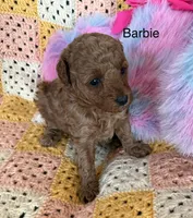 Barbie AKC, a female Poodle - Miniature  for sale in Sanford, CO – Photo 2 of 7