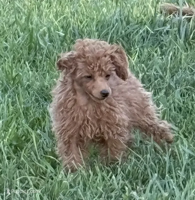 Isabella – Poodle - Toy  puppy for sale in Sanford, CO