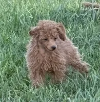 Isabella, a female Poodle - Toy  for sale in Sanford, CO – 1 of 9