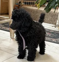 Jake, a male Poodle - Toy  for sale in Sanford, CO – Photo 2 of 2
