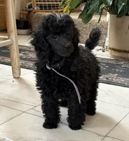 Jake, a male Poodle - Toy  for sale in Sanford, CO – Photo 1 of 2