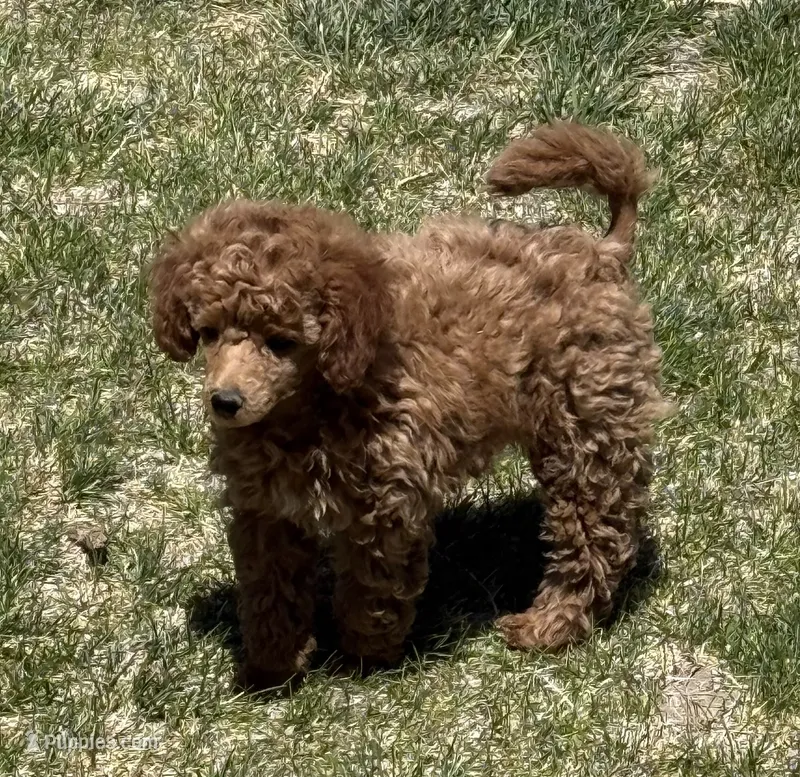 Barbie – Poodle - Toy  puppy for sale in Sanford, CO