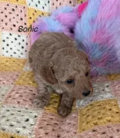 Sonic, a male Poodle - Miniature  for sale in Sanford, CO – Photo 2 of 4