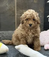 Sonic, a male Poodle - Toy  for sale in Sanford, CO – Photo 1 of 3