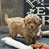 Sonic, a male Poodle - Toy  for sale in Sanford, CO – Photo 2 of 3