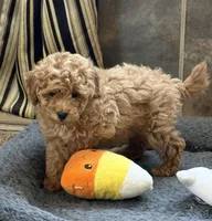 Sonic, a male Poodle - Toy  for sale in Sanford, CO – Photo 3 of 3