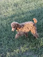 Isabella, a female Poodle - Toy  for sale in Sanford, CO – 2 of 9