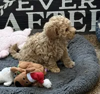 Georgia, a female Poodle - Toy  for sale in Sanford, CO – Photo 6 of 6