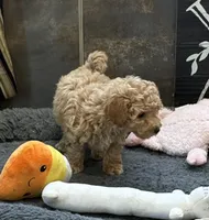 Georgia, a female Poodle - Toy  for sale in Sanford, CO – Photo 3 of 6