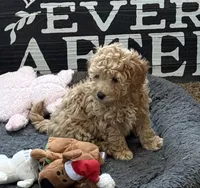 Georgia, a female Poodle - Toy  for sale in Sanford, CO – Photo 5 of 6