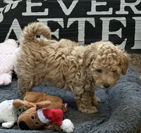 Georgia, a female Poodle - Toy  for sale in Sanford, CO – Photo 2 of 6