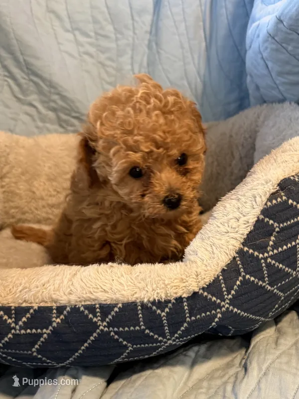 Clifford  – Poodle - Toy  puppy for sale in Sanford, CO