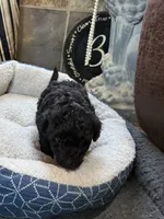 Hermonie, a female Poodle - Toy  for sale in Sanford, CO – 2 of 4
