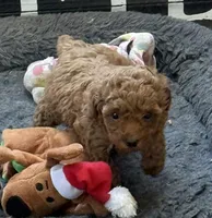 Isabella, a female Poodle - Toy  for sale in Sanford, CO – 5 of 7