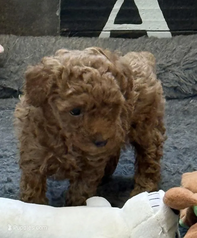 Isabella – Poodle - Toy  puppy for sale in Sanford, CO