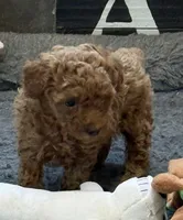 Isabella, a female Poodle - Toy  for sale in Sanford, CO – 1 of 7