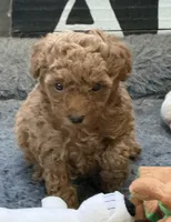 Isabella, a female Poodle - Toy  for sale in Sanford, CO – 7 of 7