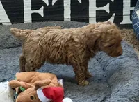 Isabella, a female Poodle - Toy  for sale in Sanford, CO – 6 of 7