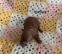 Isabella, a female Poodle - Toy  for sale in Sanford, CO – 2 of 7