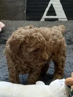 Isabella, a female Poodle - Toy  for sale in Sanford, CO – 3 of 7
