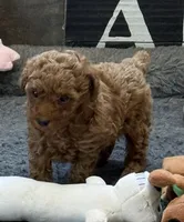 Isabella, a female Poodle - Toy  for sale in Sanford, CO – 4 of 7