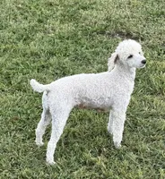 Jennie, a female Poodle - Toy  for sale in Sanford, CO – 7 of 8