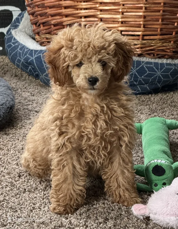 Jennie – Poodle - Toy  puppy for sale in Sanford, CO