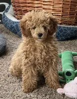 Jennie, a female Poodle - Toy  for sale in Sanford, CO – 1 of 9