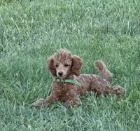 Barbie, a female Poodle - Toy  for sale in Sanford, CO – 3 of 4