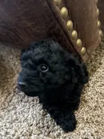 Hermonie, a female Poodle - Toy  for sale in Sanford, CO – 4 of 4