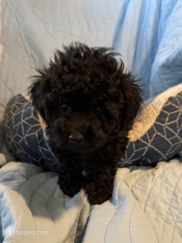 Venom – Poodle - Toy  puppy for sale in Sanford, CO