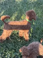 Barbie, a female Poodle - Toy  for sale in Sanford, CO – 4 of 4