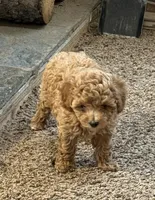 Jennie, a female Poodle - Toy  for sale in Sanford, CO – Photo 2 of 6