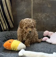 Jennie, a female Poodle - Toy  for sale in Sanford, CO – Photo 3 of 6
