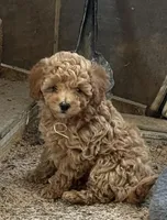 Jennie, a female Poodle - Toy  for sale in Sanford, CO – Photo 1 of 6