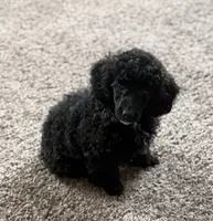 Chloe, a female Poodle - Miniature  for sale in Sanford, CO – 3 of 5