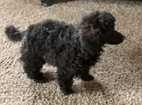 Chloe, a female Poodle - Miniature  for sale in Sanford, CO – 5 of 5