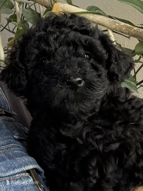 Hermonie – Poodle - Toy  puppy for sale in Sanford, CO