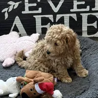 Georgia, a female Poodle - Miniature  for sale in Sanford, CO – Photo 5 of 7