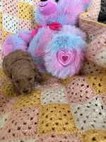 Georgia, a female Poodle - Miniature  for sale in Sanford, CO – Photo 2 of 7