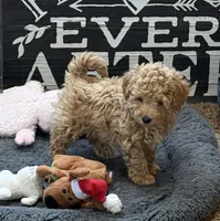 Georgia, a female Poodle - Miniature  for sale in Sanford, CO – Photo 1 of 7