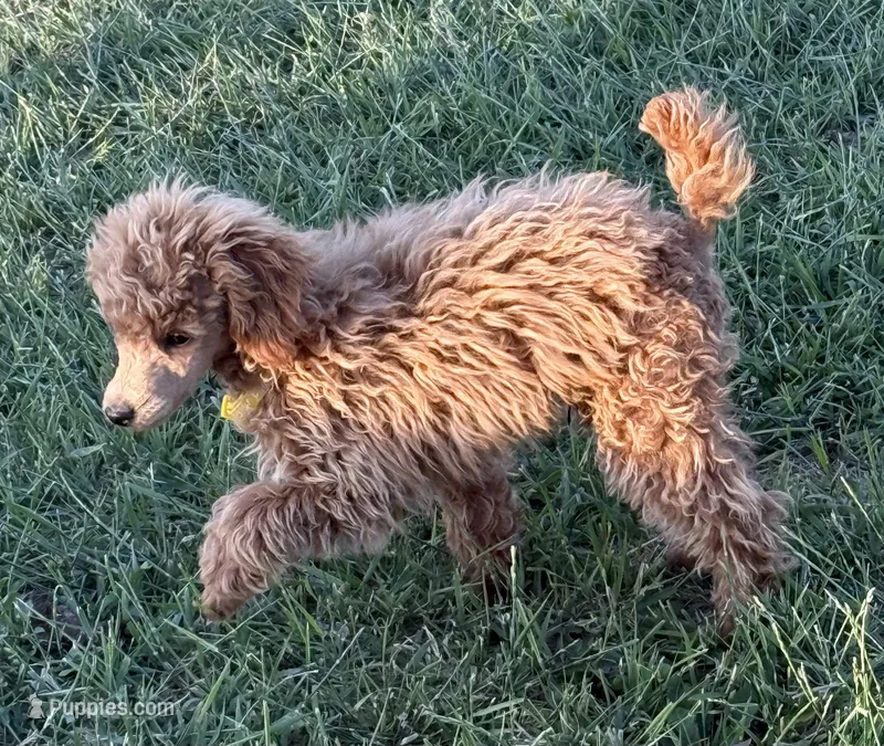 Sheldon – Poodle - Toy  puppy for sale in Sanford, CO