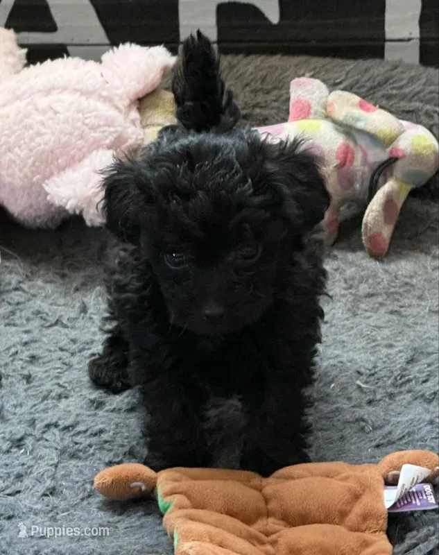 Emily – Poodle - Toy  puppy for sale in Sanford, CO