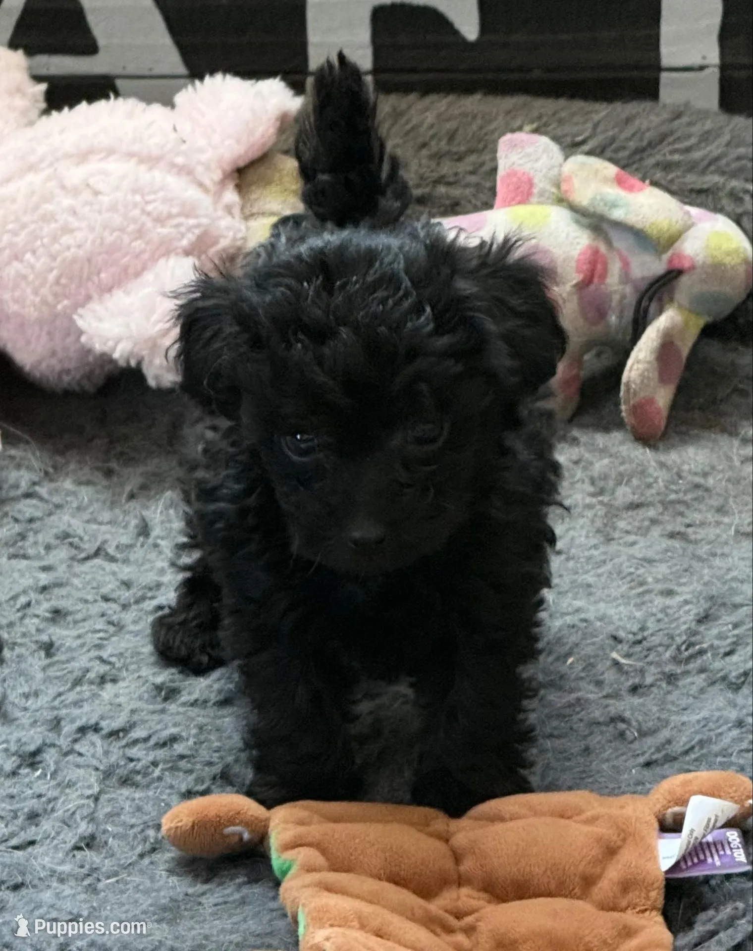 Emily, a female Poodle - Toy  for sale in Sanford, CO – 1 of 3
