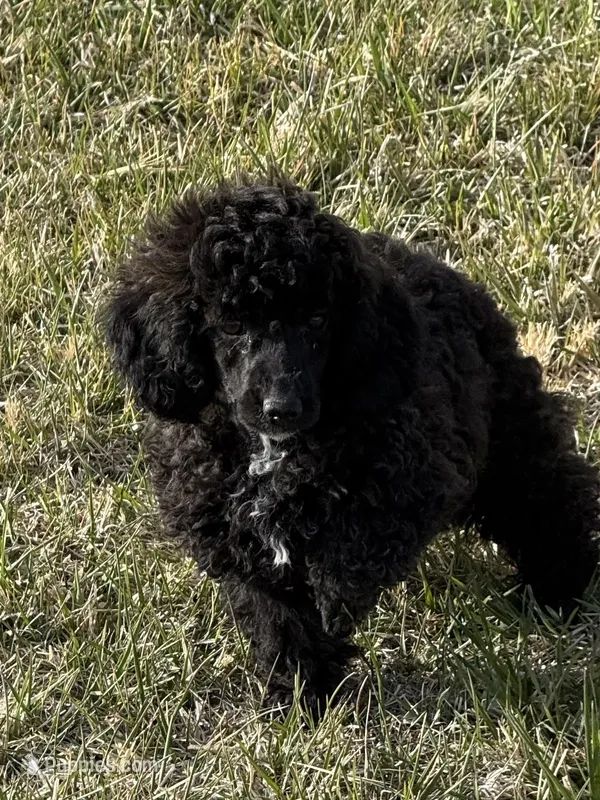 Chloe – Poodle - Toy  puppy for sale in Sanford, CO
