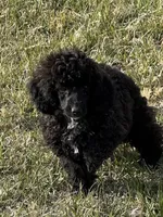 Chloe, a female Poodle - Toy  for sale in Sanford, CO – 3 of 4