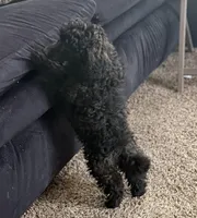 Chloe, a female Poodle - Toy  for sale in Sanford, CO – 4 of 4