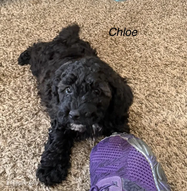 Chloe – Poodle - Toy  puppy for sale in Sanford, CO