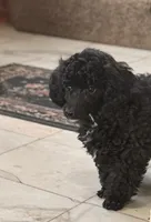 Chloe, a female Poodle - Toy  for sale in Sanford, CO – 1 of 4